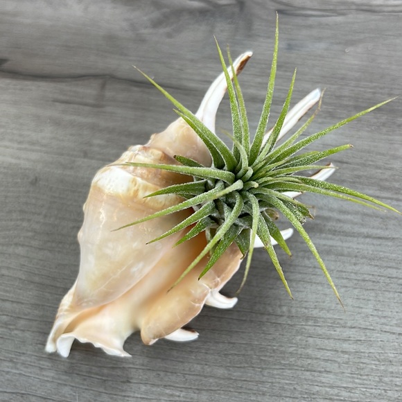 🔆AIR PLANT BUDDY🔆 WITH REAL SEA SHELL HAND MADE AND UNIQUE - Picture 11 of 16
